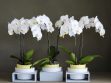 Een orchidee opnieuw laten bloeien